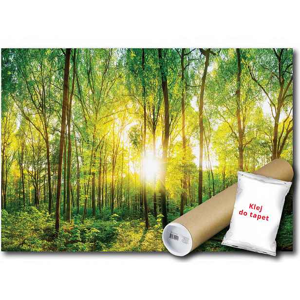 Vinylová Fototapeta Les Stromy Slunce 152x104