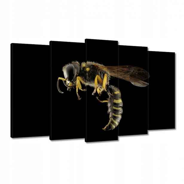 Obrazy 100x60 Osa