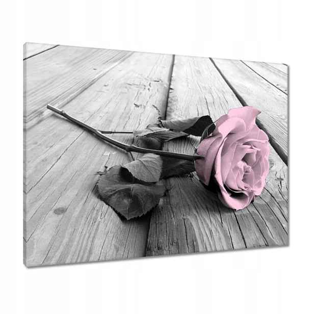Obrazy 80x60 Pudrová růžová Old pink Rose