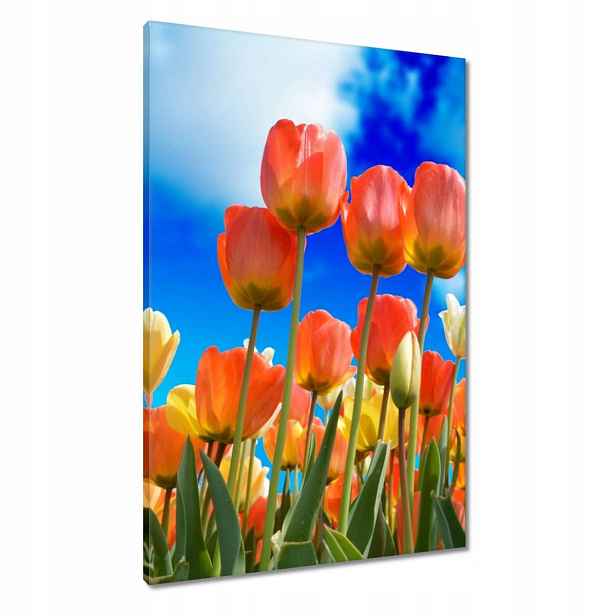 Obrazy 60x90 Barevné tulipány