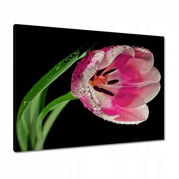 Obrazy 80x60 Růžový tulipán
