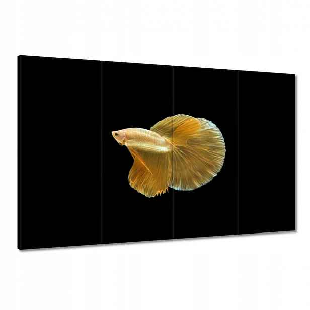 Obrazy 120x80 Zlatá siamská ryba