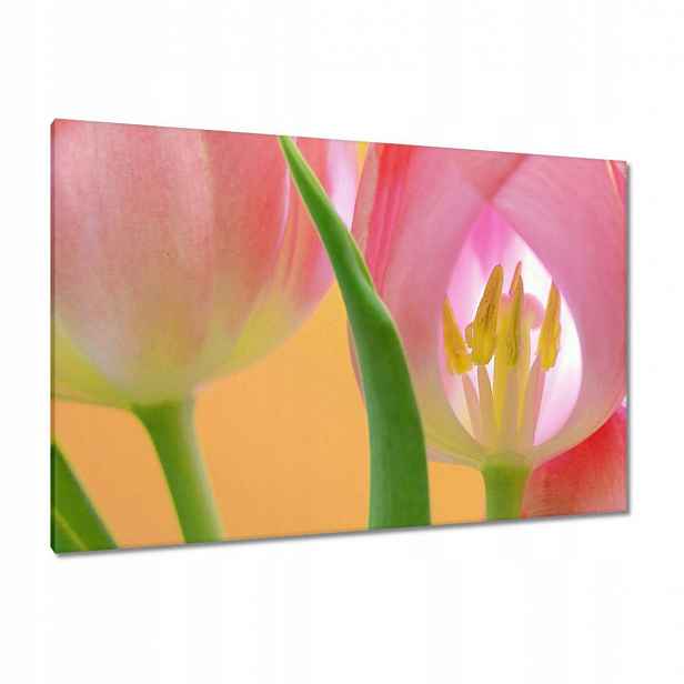Obrazy 120x80 Růžové tulipány