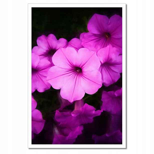Plakáty v rámu 40x60 Fialové květy Petunie