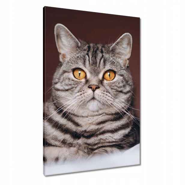 Obrazy 60x90 Kočka Kotě Kočičky Kočička