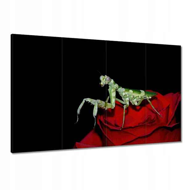 Obrazy 120x80 Modliška červený květ