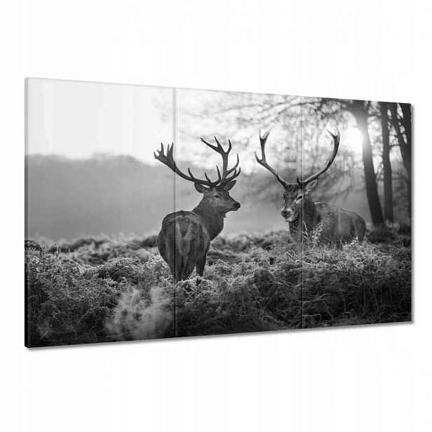 Obrazy 120x80 Černobílí jeleni