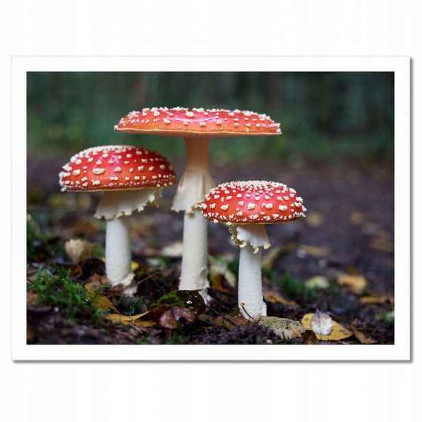 Plakáty v rámu 40x30 Makrofotografie MacroFoto