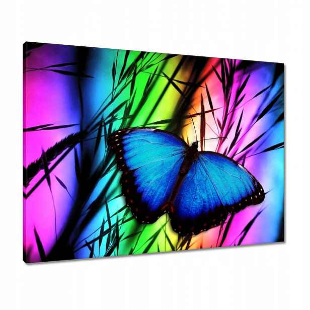 Obrazy 80x60 Modrý motýlek
