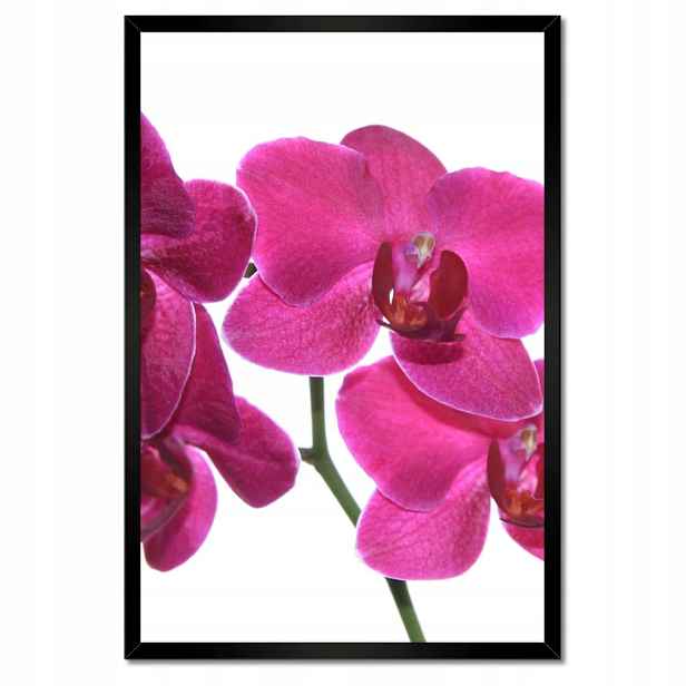 Plakáty v rámu 40x60 Fialový orchidej
