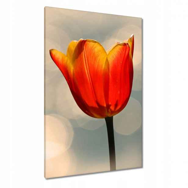 Obrazy 80x120 Oranžový tulipán