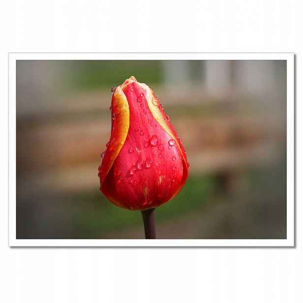 Plakáty v rámu 60x40 Červeno-žlutý tulipán