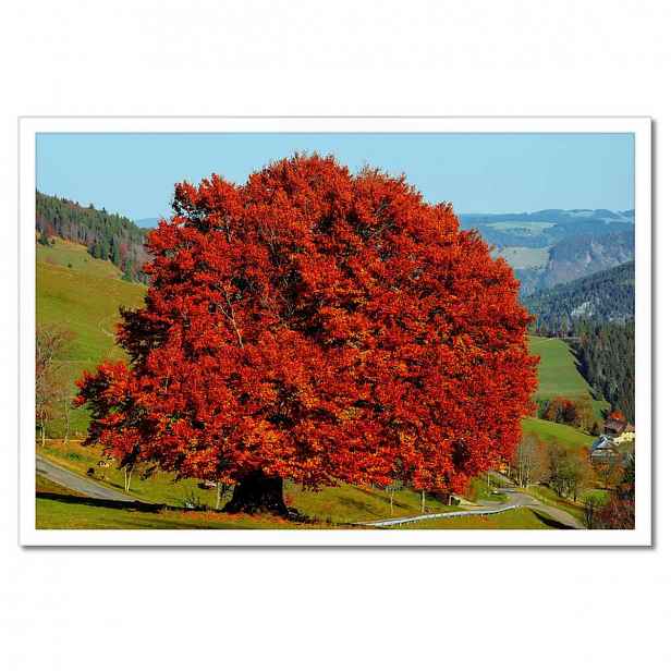 Plakáty v rámu 60x40 Červený osamělý strom