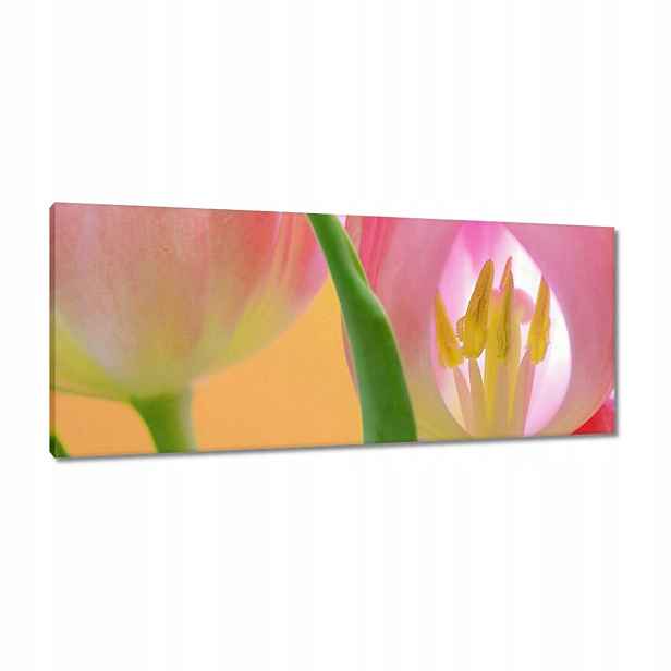 Obrazy 100x40 Růžové tulipány