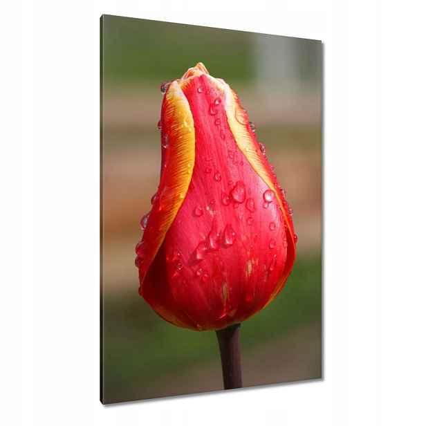 Obrazy 80x120 Červeno-žlutý tulipán