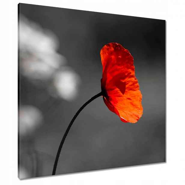 Obrazy 80x80 Rozkvetlý červený mák