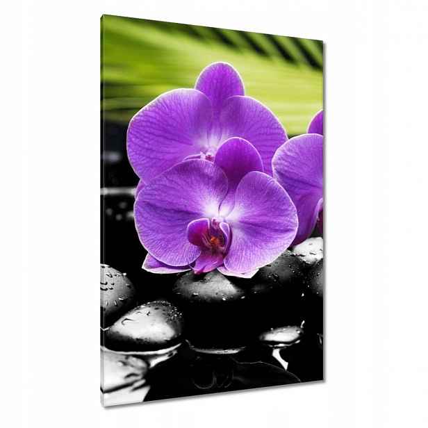Obrazy 80x120 Fialové orchideje