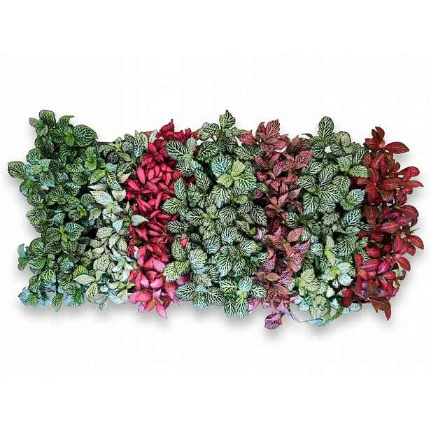 Fittonia mix Les Ve Sklenici 10 cm 21 ks paletka