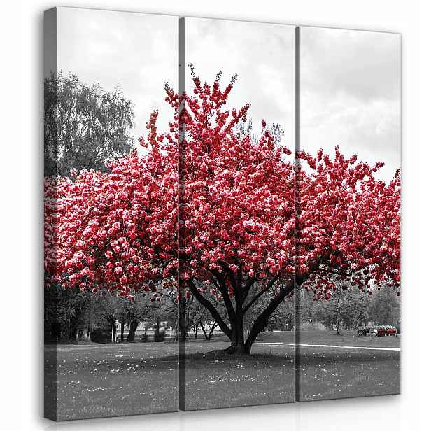 Obraz 90x100 Kvetoucí strom sakura jaro park příroda kontrast červená