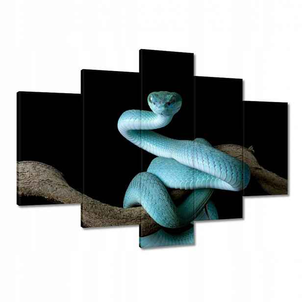 Obrazy 150x105 Modrý viper snake