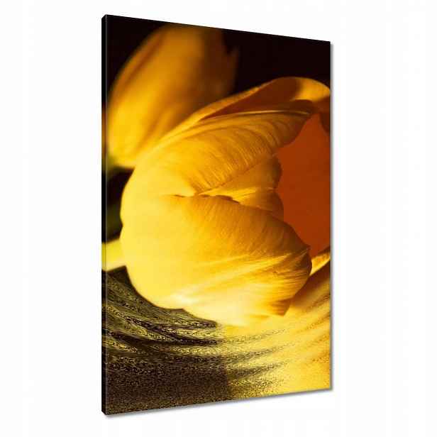 Obrazy 60x90 Žluto-zlatý tulipán