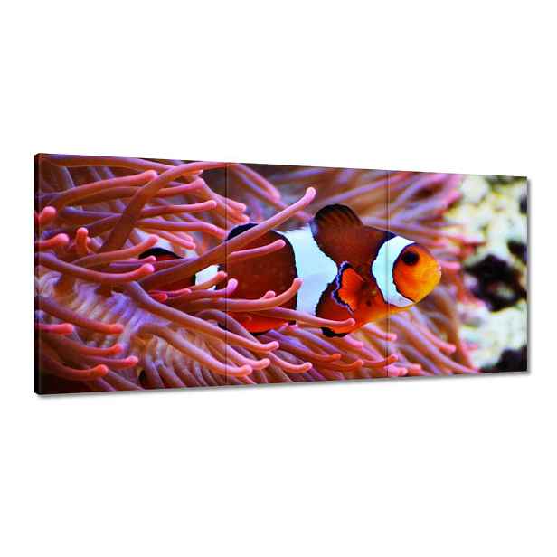 Obrazy 150x70 Oranžová rybka Rafa