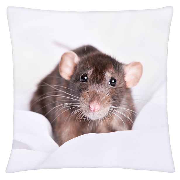 Povlak na polštář ANIMAL 23 - POTKAN Mybesthome 40x40 cm