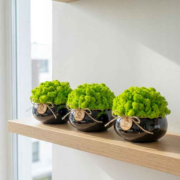 Set 3x Mech Chrobotek V Květináči černý Natura do každého pokoje