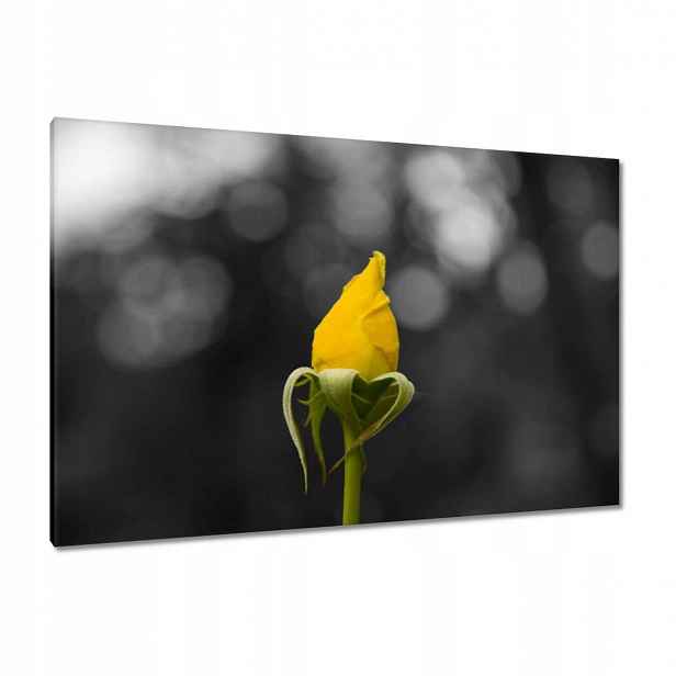 Obrazy 120x80 Žlutá růžička