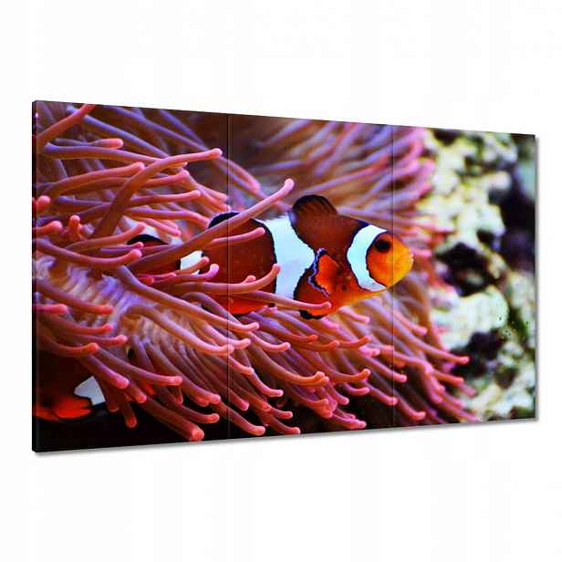 Obrazy 120x80 Oranžová rybka Rafa