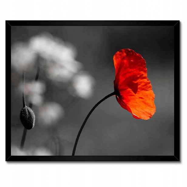 Plakáty v rámu 50x40 Rozkvetlý červený mák