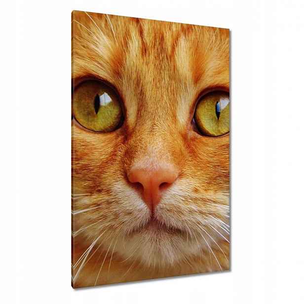 Obrazy 80x120 Kočička Kočky Kicia