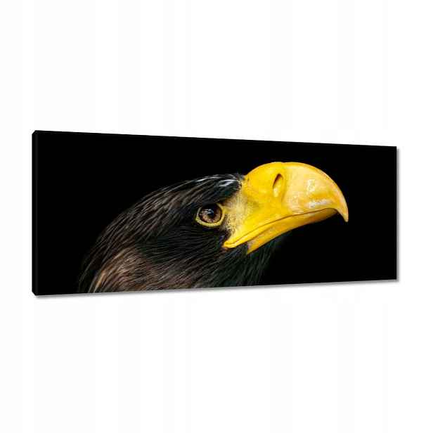 Obrazy 100x40 Dravý pták orel