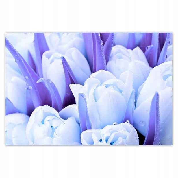 Plakáty 185x125 Modré tulipány