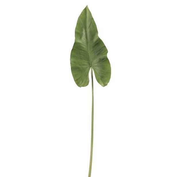 Okrasný list Canna - 94cm J-Line by Jolipa
