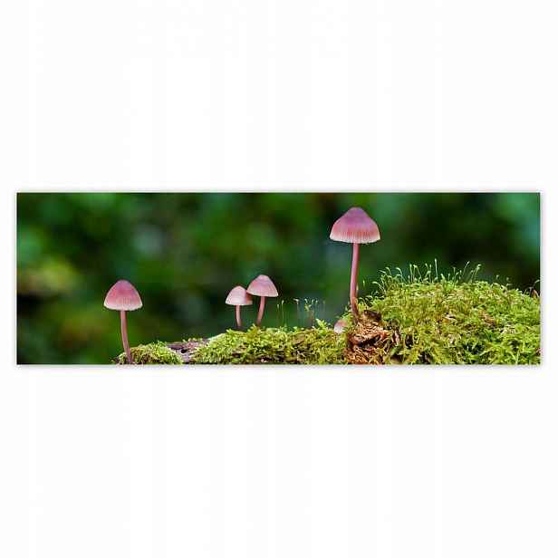 Plakáty 200x66 Houby na mechu Makro