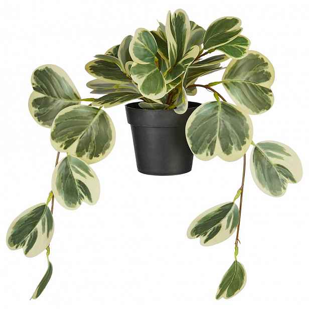 Butlers FLORISTA Peperomia v květináči 40 cm