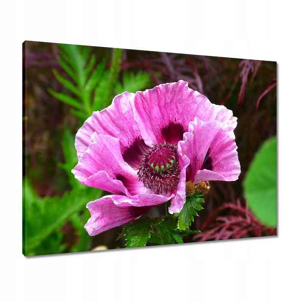 Obrazy 80x60 Fialový květ