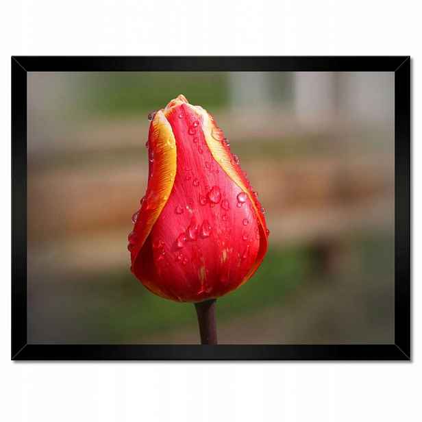 Plakáty v rámu 40x30 Červeno-žlutý tulipán