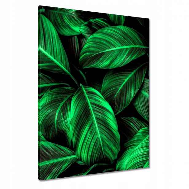 Obrazy 60x80 Zelené listy