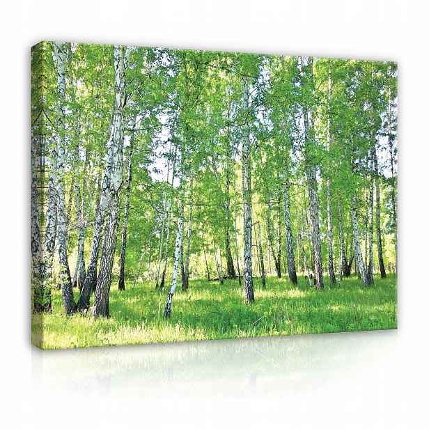 Obraz Les Stromy Břízy Příroda Krajina Na Svátky Zeď Velký 80x60