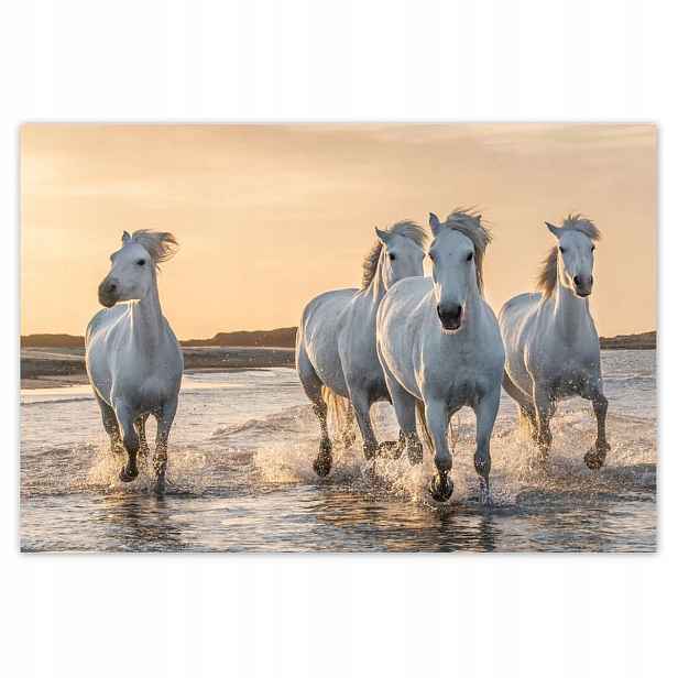 Fototapety 104x70 Divocí koně Wild Horses