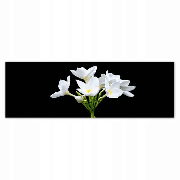 Plakáty 200x66 Květ Frangipani plumeria