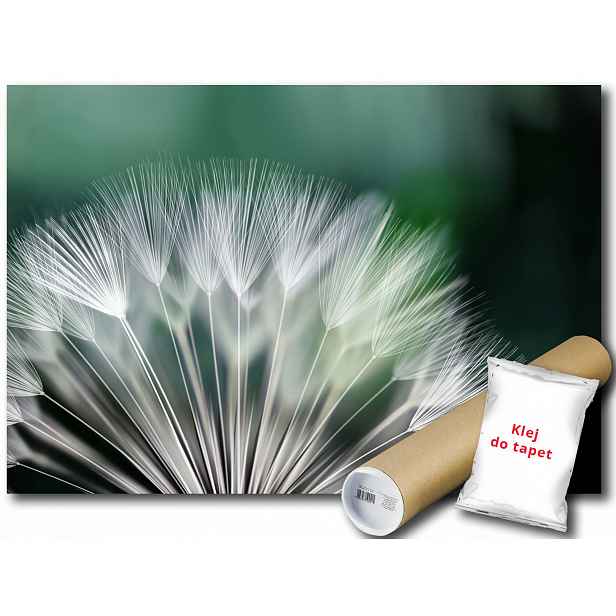 Fototapeta Pampeliška Květ 9A V4 254x184 F131