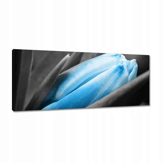 Obrazy 100x40 Modré okvětní lístky Tulipán