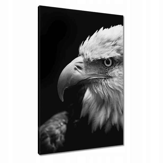 Obrazy 60x90 Modrý orl zvíře
