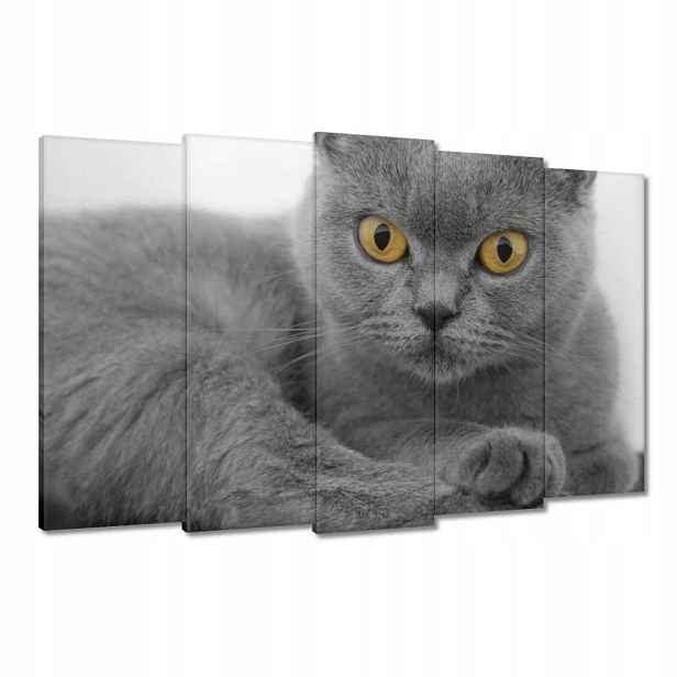 Obrazy 150x95 Šedá britská kočka