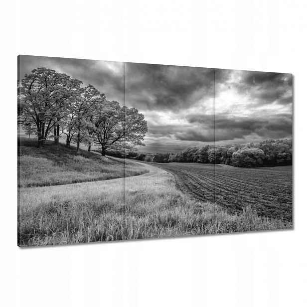 Obrazy 120x80 Černobílé pole