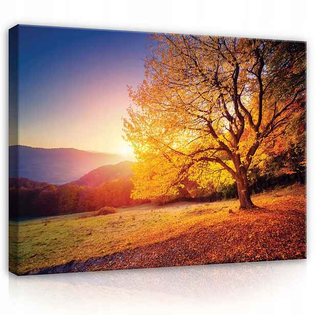 Obraz 80x60 Podzimní krajina západ slunce zlaté světlo osamělý strom