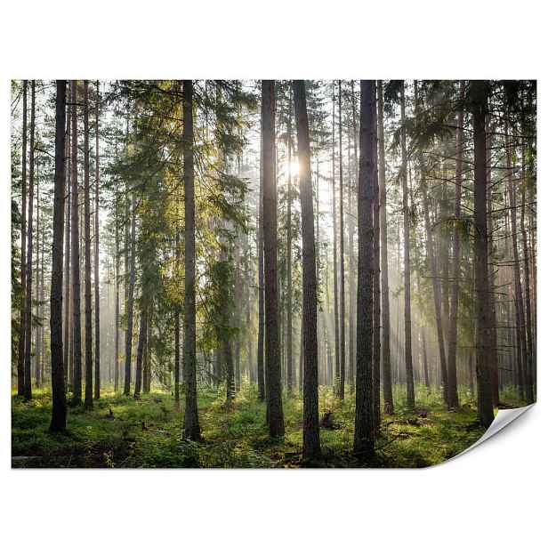 Muralo FOTOTAPETA do Obývacího Pokoje Les Východ Slunce Mech Stromy Zeleň 350x256